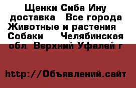 Щенки Сиба Ину доставка - Все города Животные и растения » Собаки   . Челябинская обл.,Верхний Уфалей г.